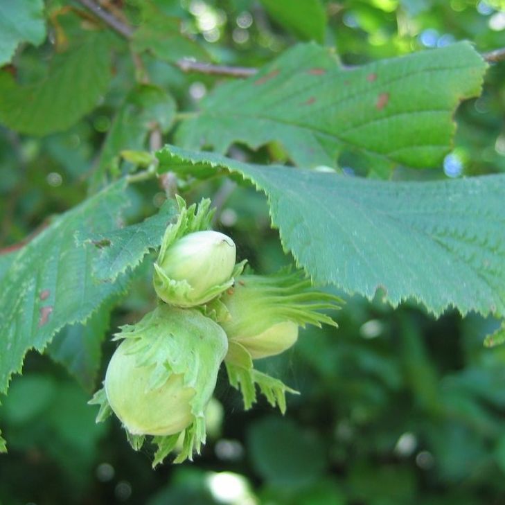 Noisetier (Corylus avellana) 'Coxford'