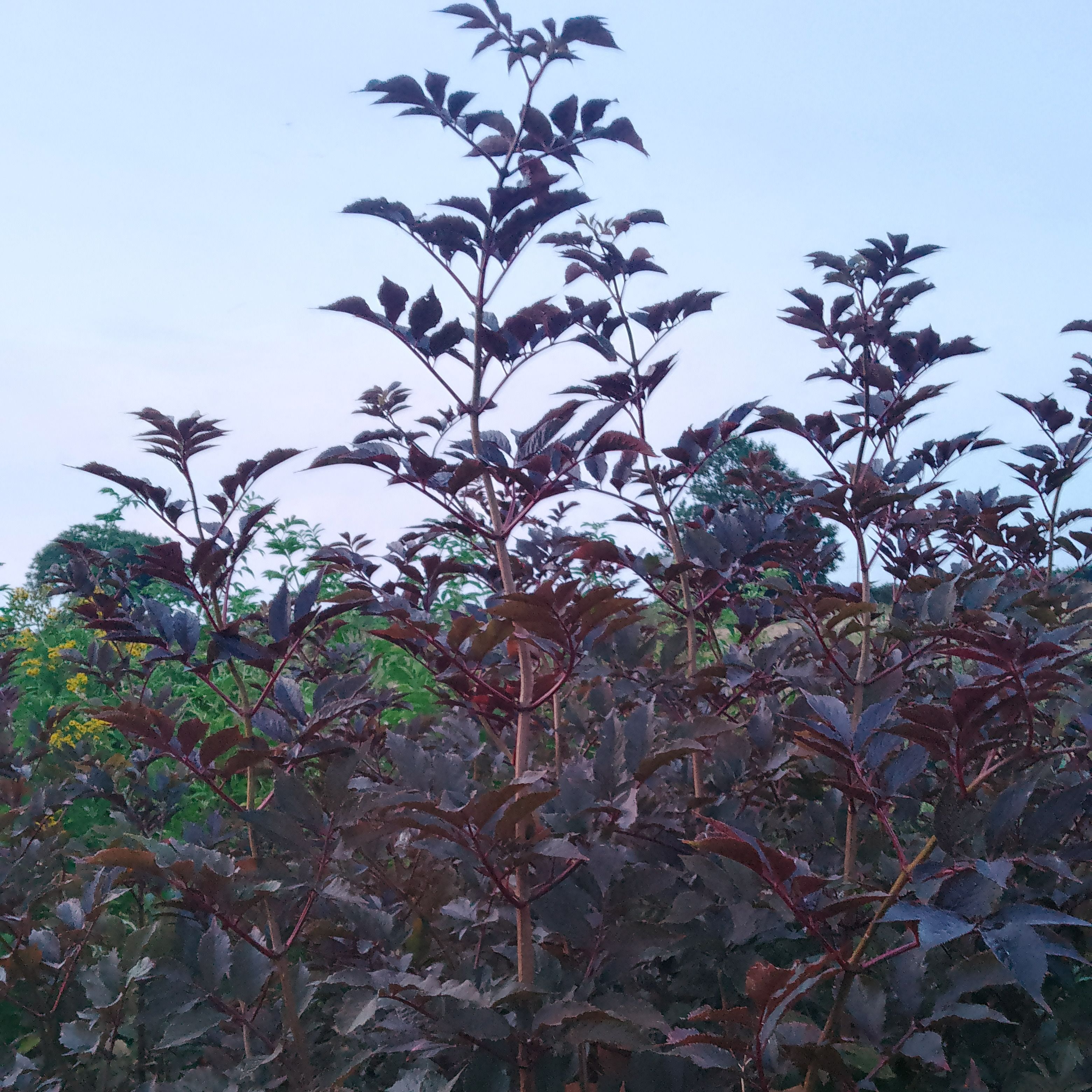 Sureau Thundercloud (feuillage vert-pourpre, fleurs roses pales)