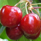 Cerise 🍒 (500 gr)
