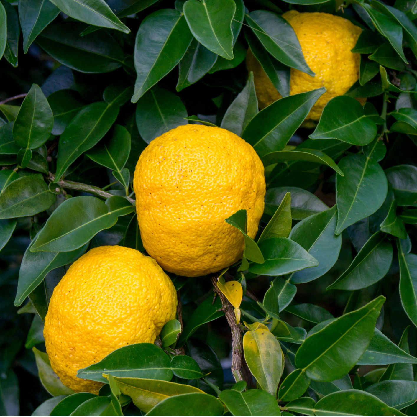 Yuzu