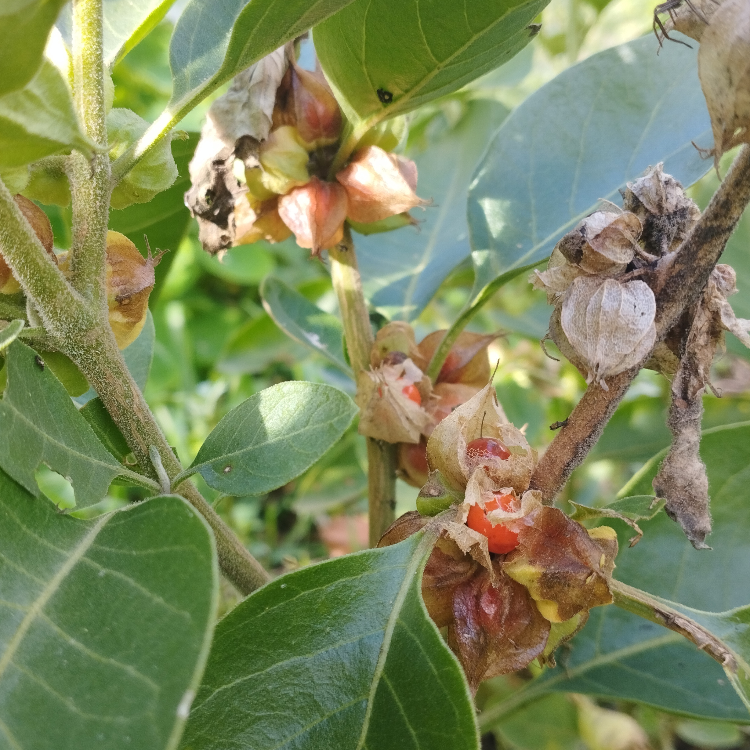 Ashwagandha