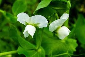 Fleur de Pois