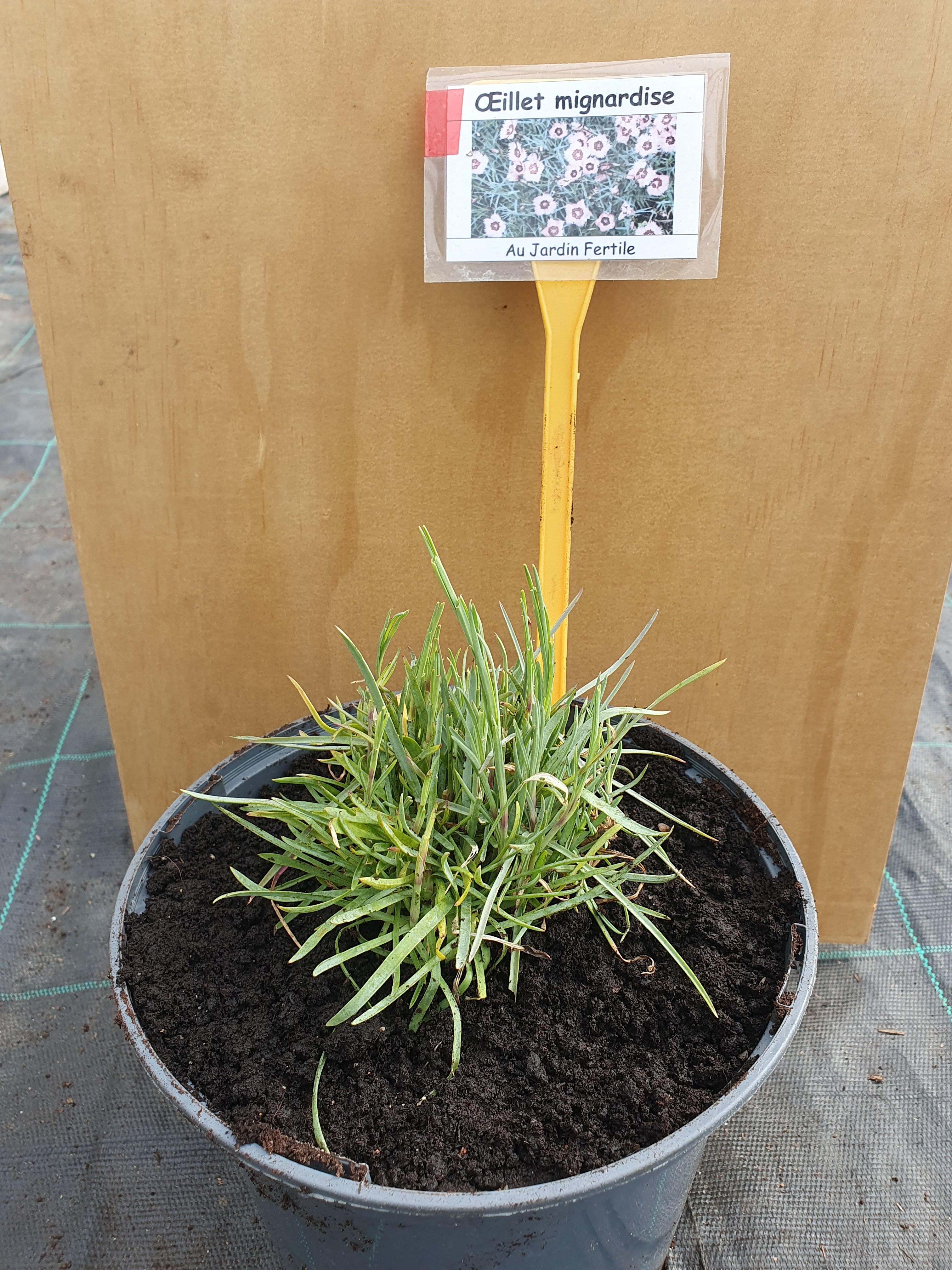 Plant Œillet Mignardise