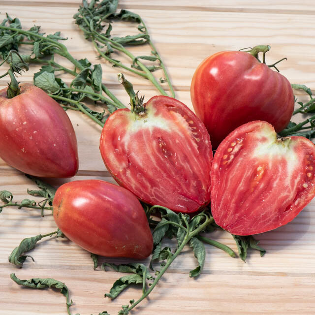 Plant de Tomate - Coeur de Boeuf Akers