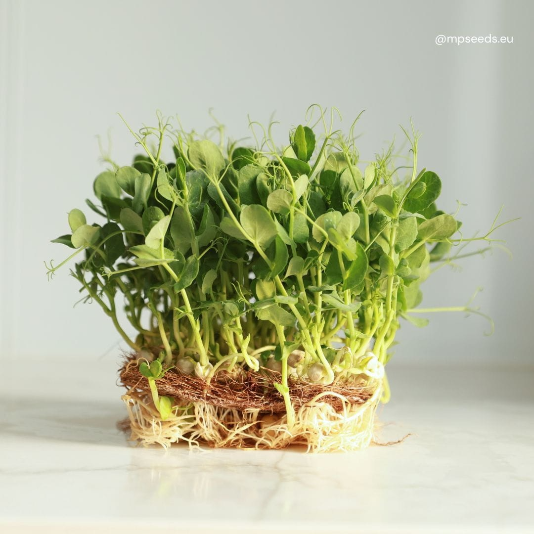 Micro-pousses POIS BLANC