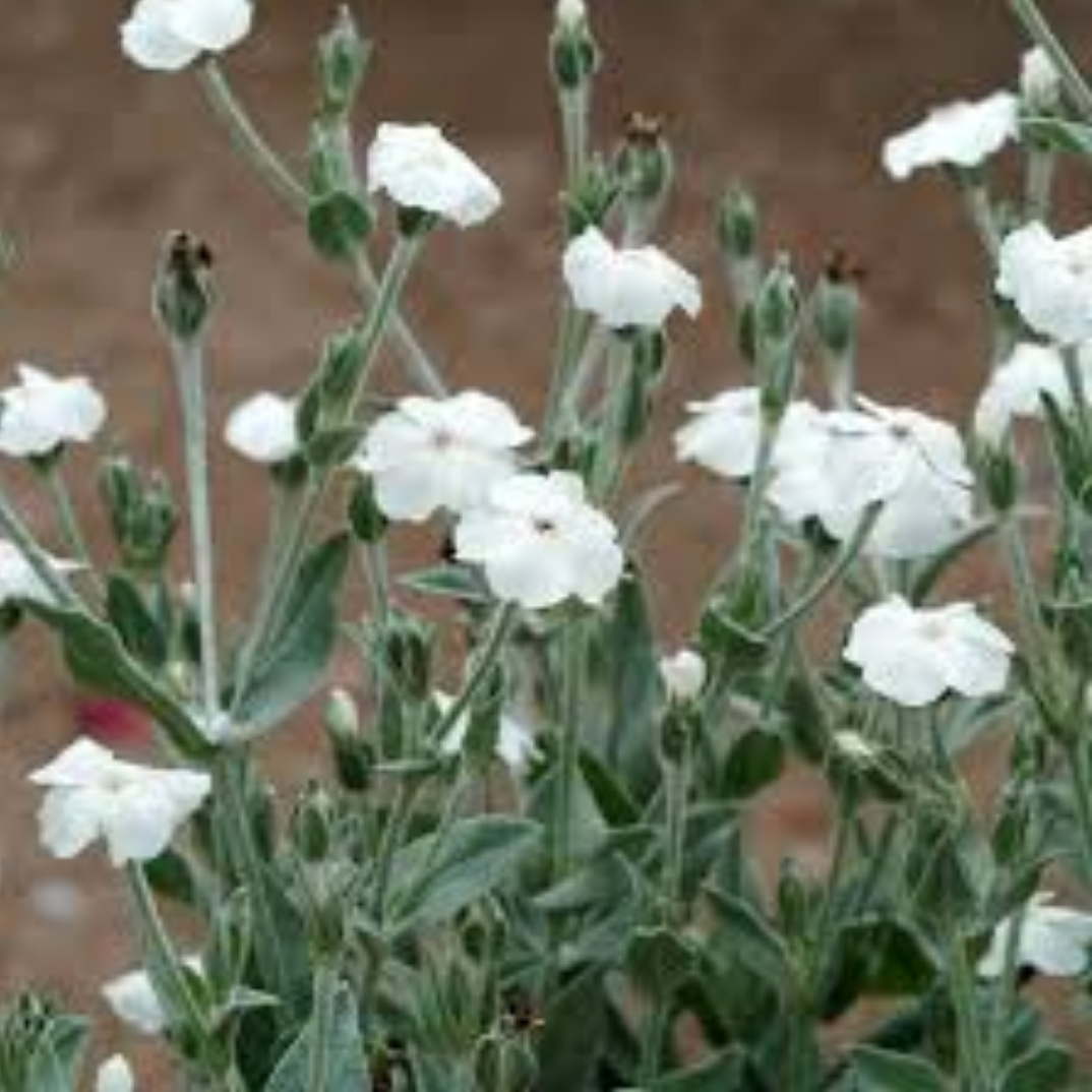 Lychnis coronaria ‘Alba’