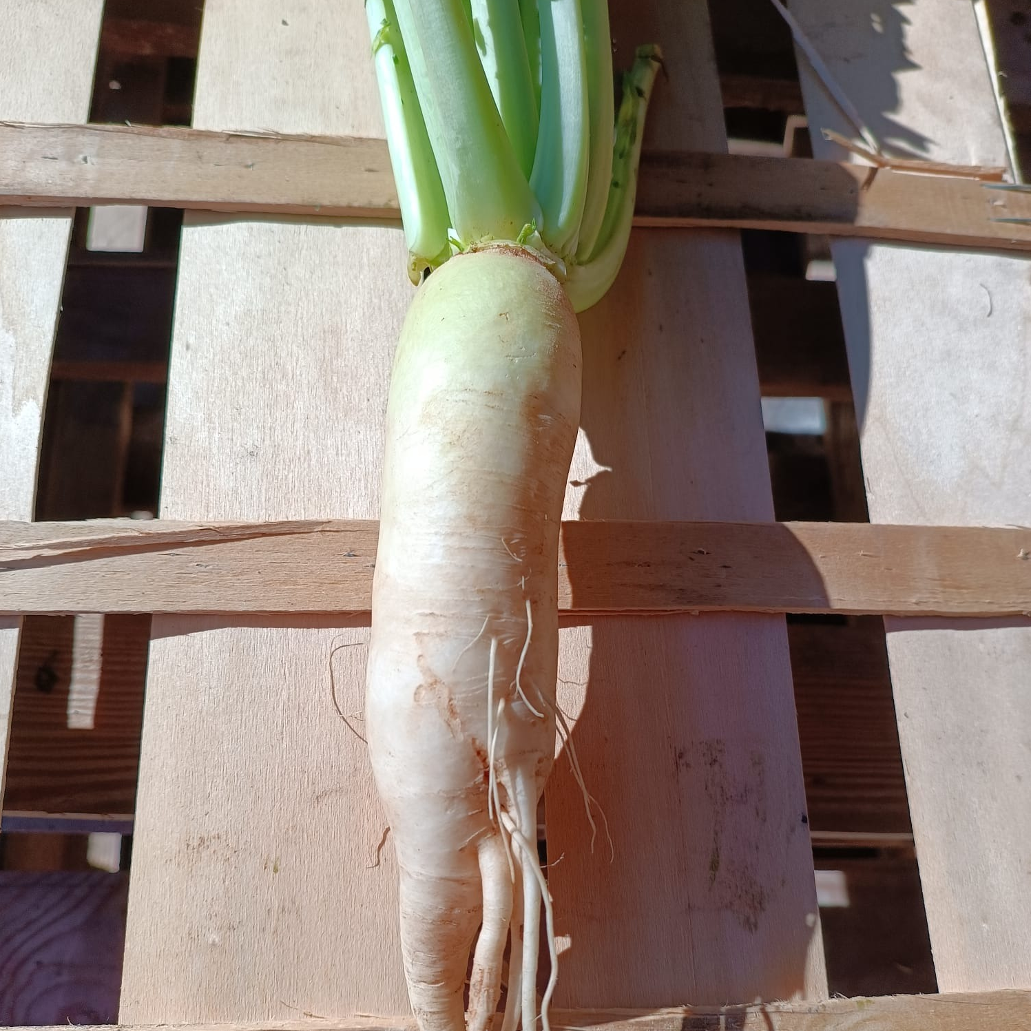 radis blanc daïkon - pièce