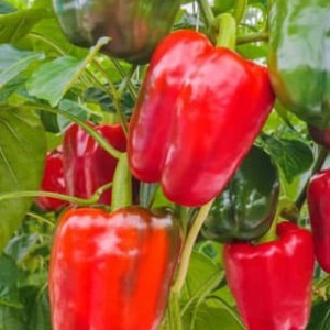 PLANT DE POIVRON ROUGE California Wonder Rouge