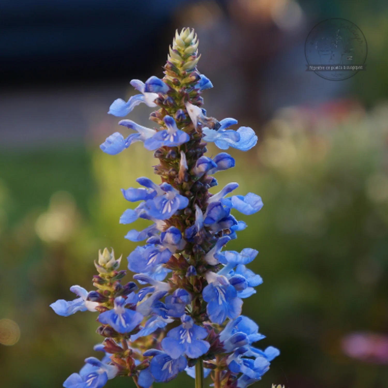 SAUGE DES MARAIS Bio