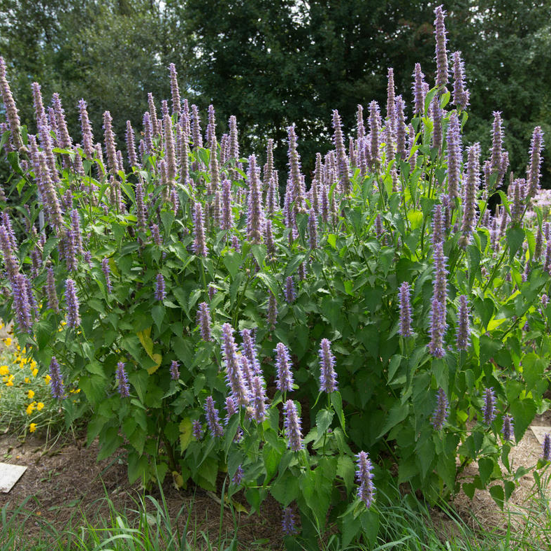 AGASTACHE