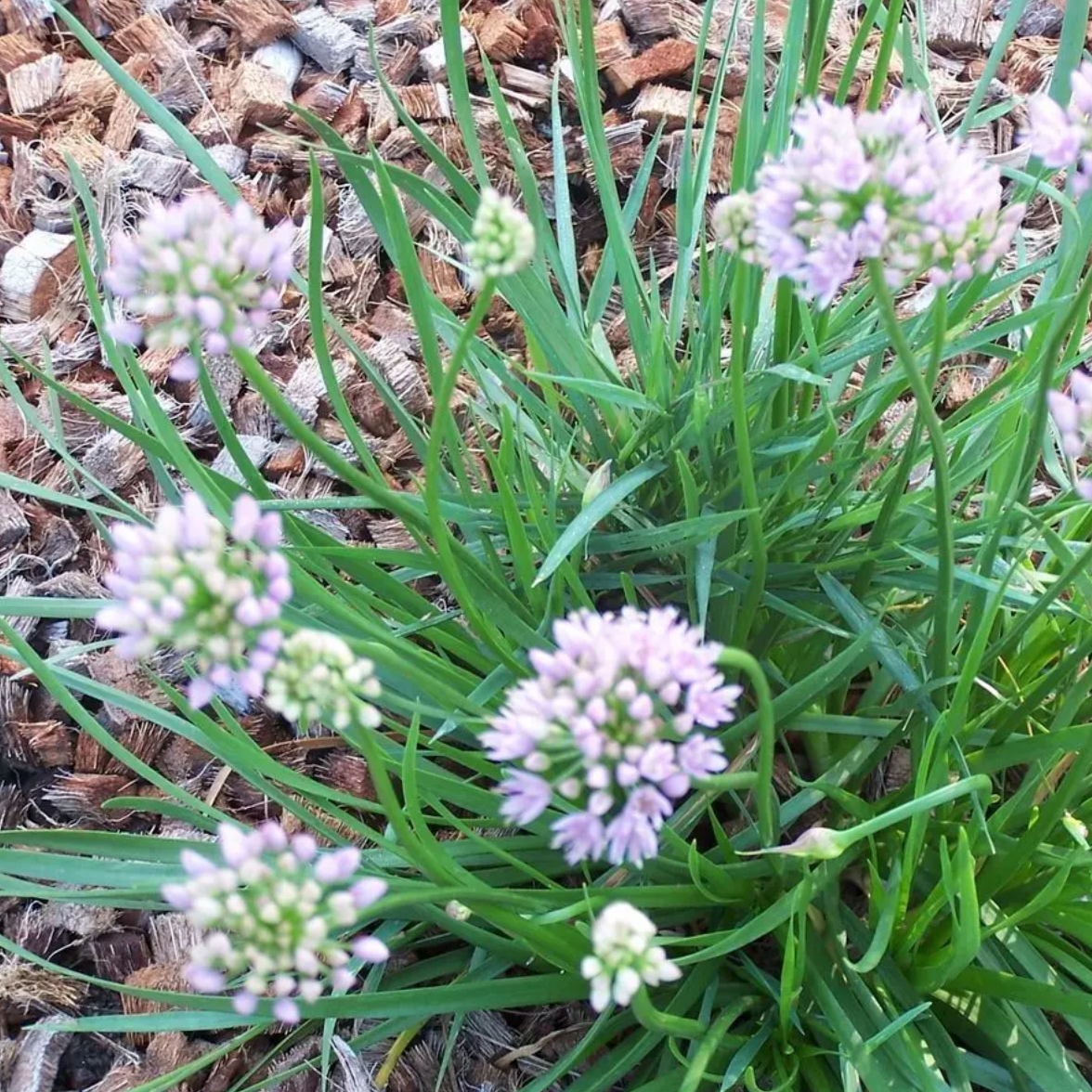 Ail des Montagnes Pot 3L