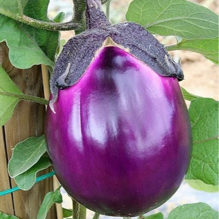 Plant - Aubergine violette de Florence
