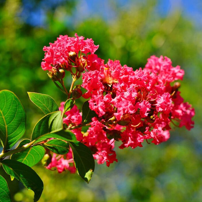 - Lagerstroemia indica rouge - Lilas des Indes - DT 6/8 Pot