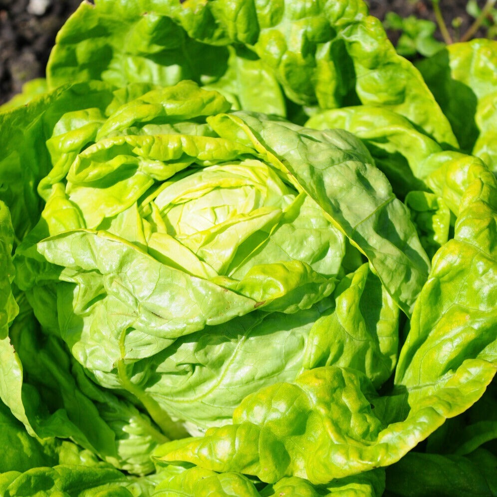 Salade ‘Laitue verte’