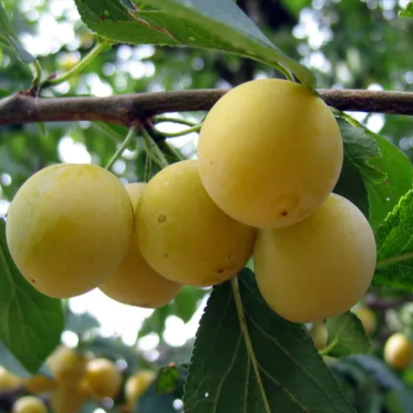 Porte greffe Prunier 'Brompton' Racines nues