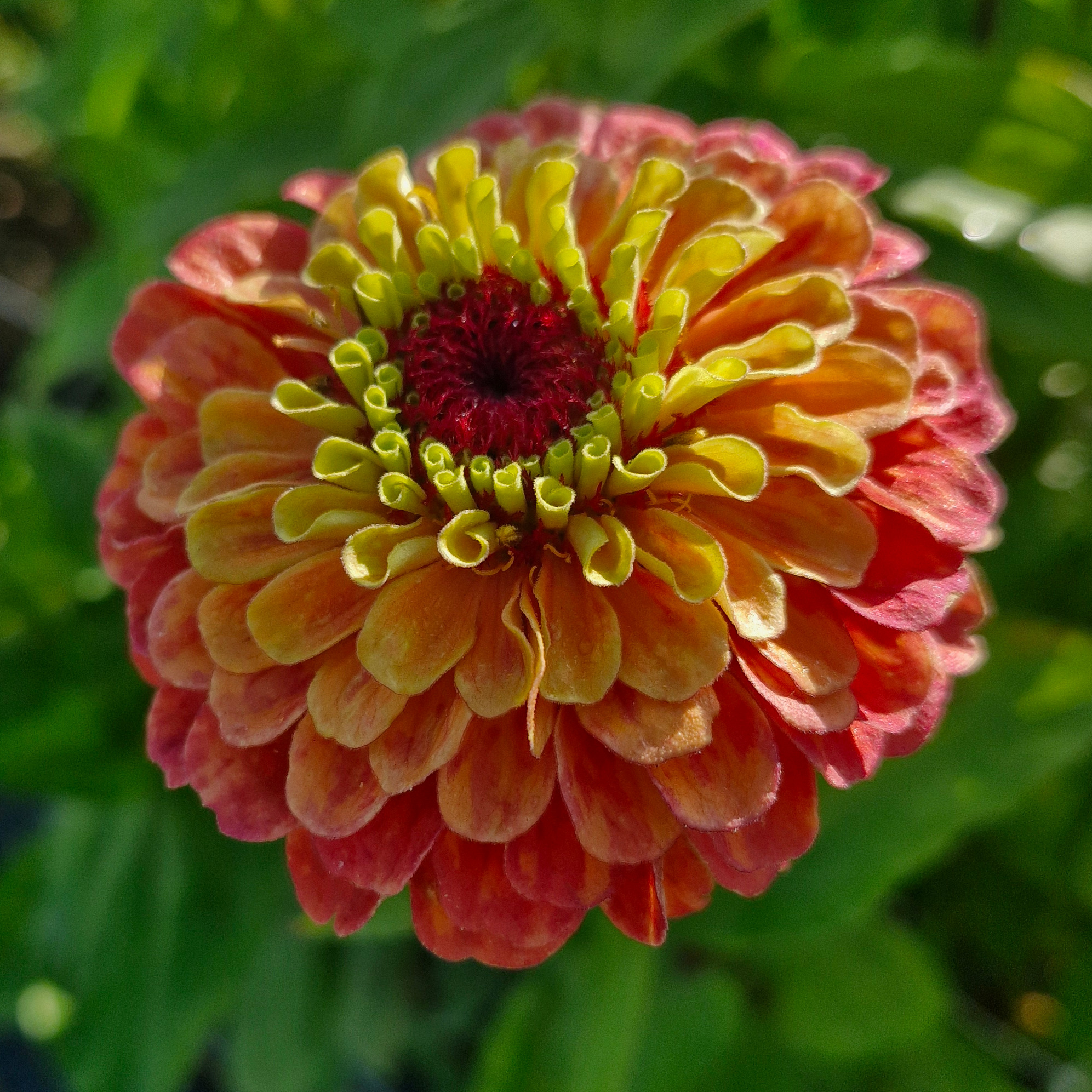 Zinnia Queen lime orange (botte de 10 tiges)