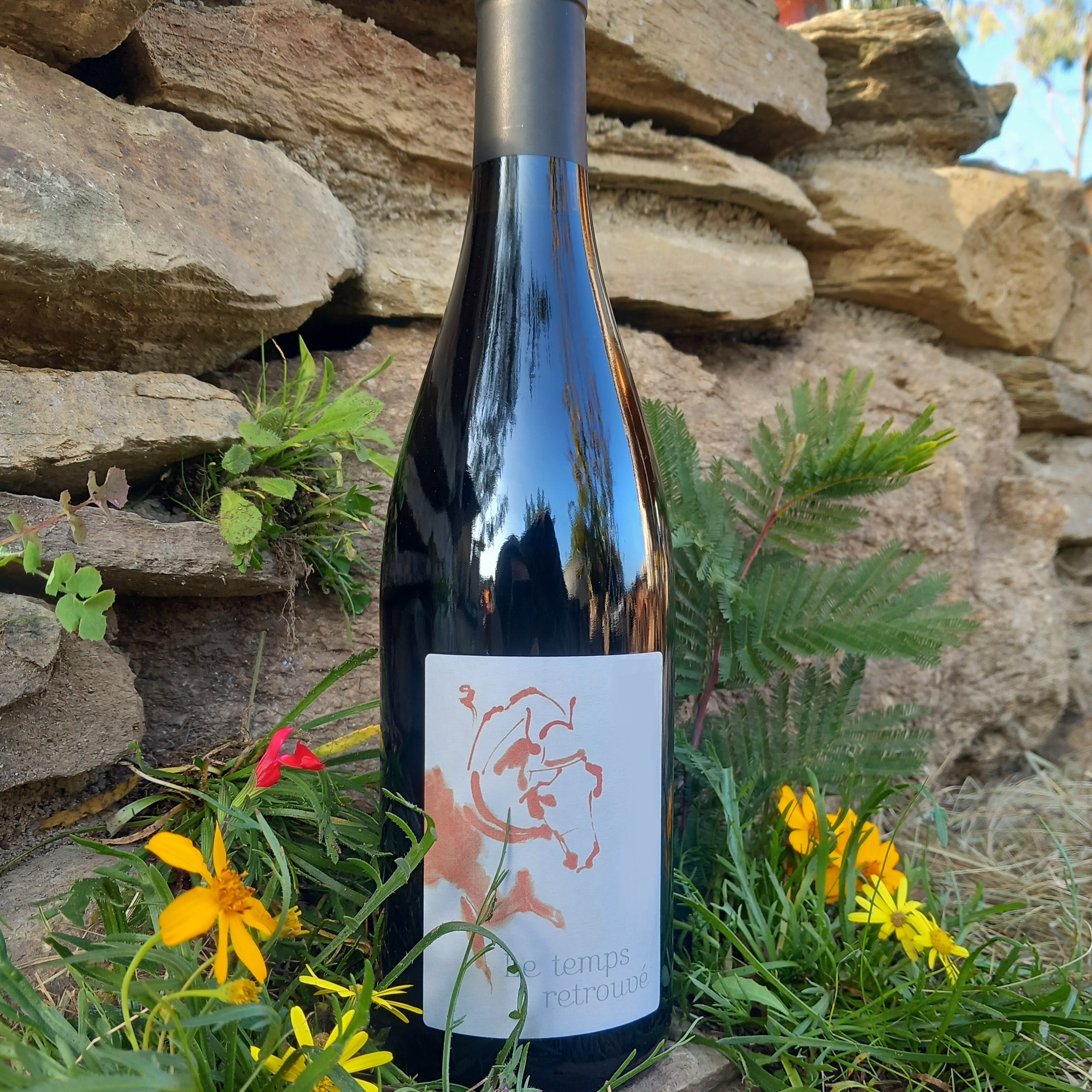 Carignan Millésime 2015