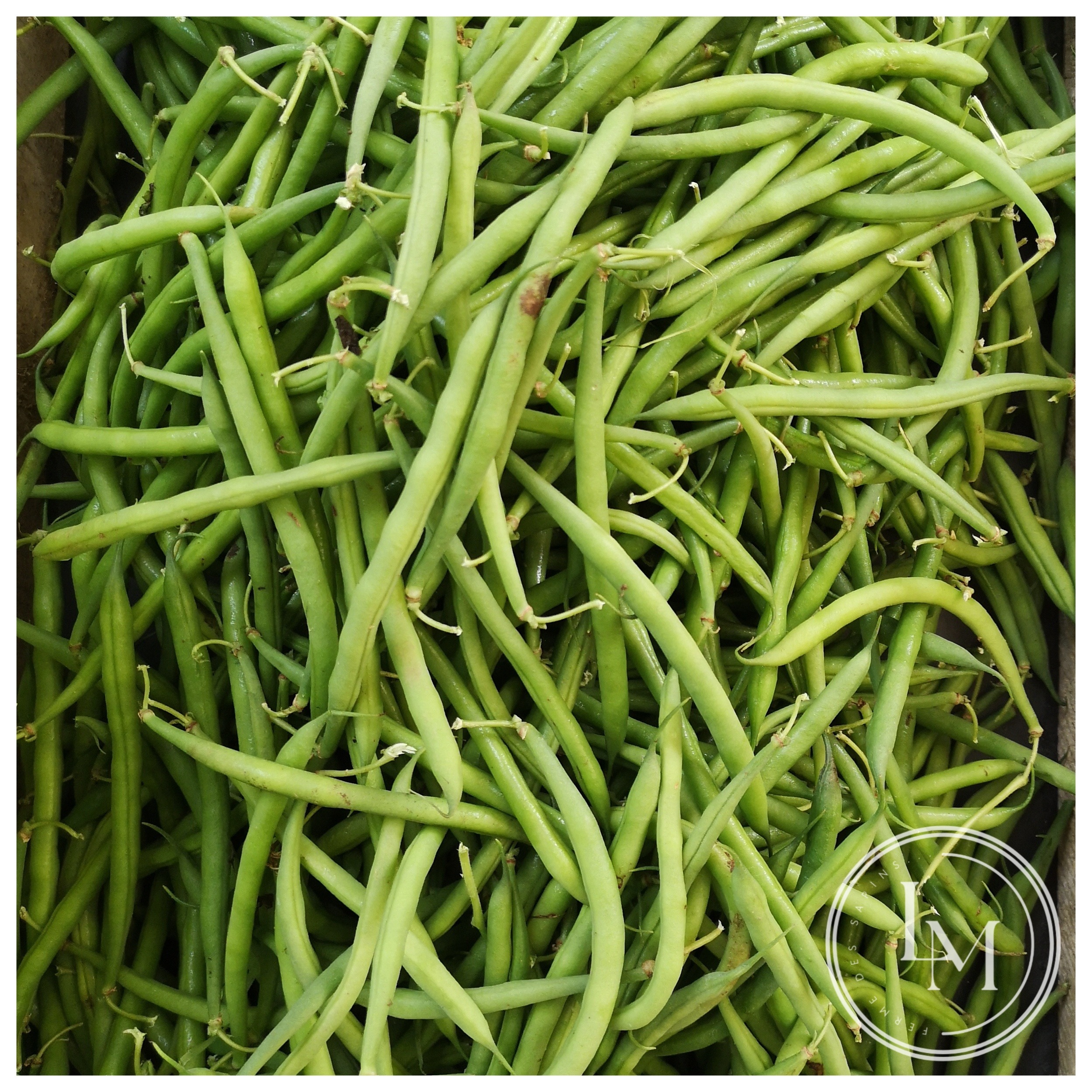 Haricots verts