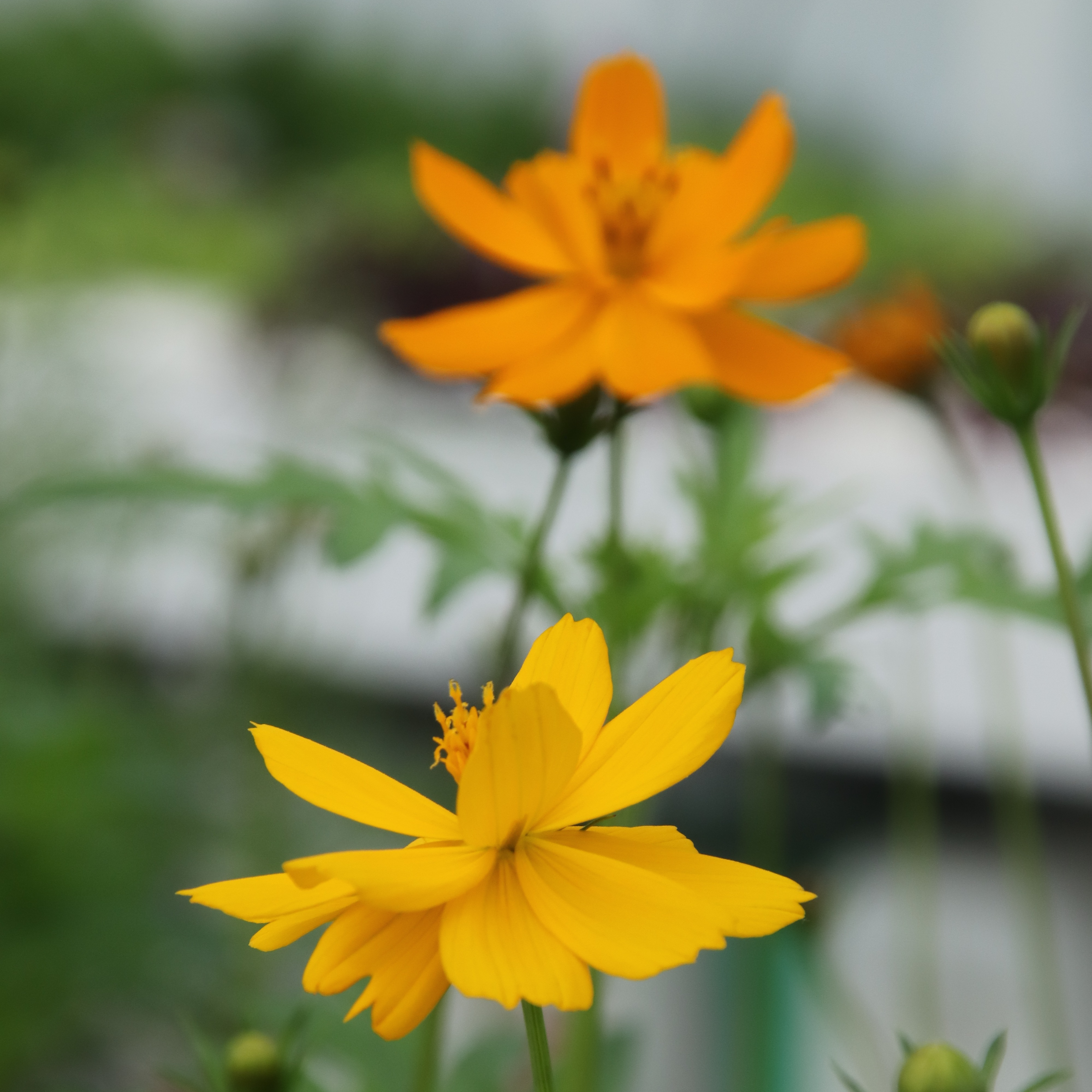 Cosmos double