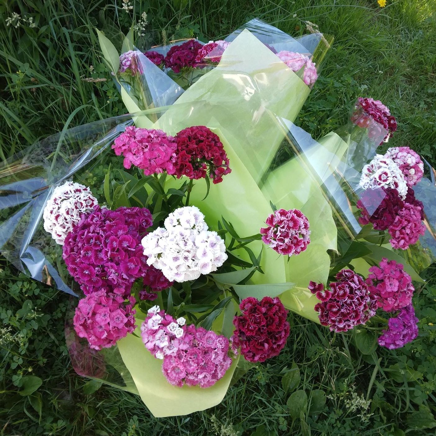 Bouquet d'œillets de poètes
