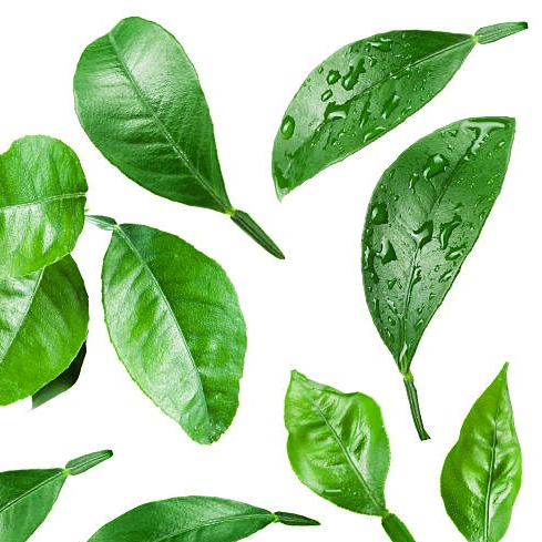 Feuilles de citron Vokameriana (par 10)