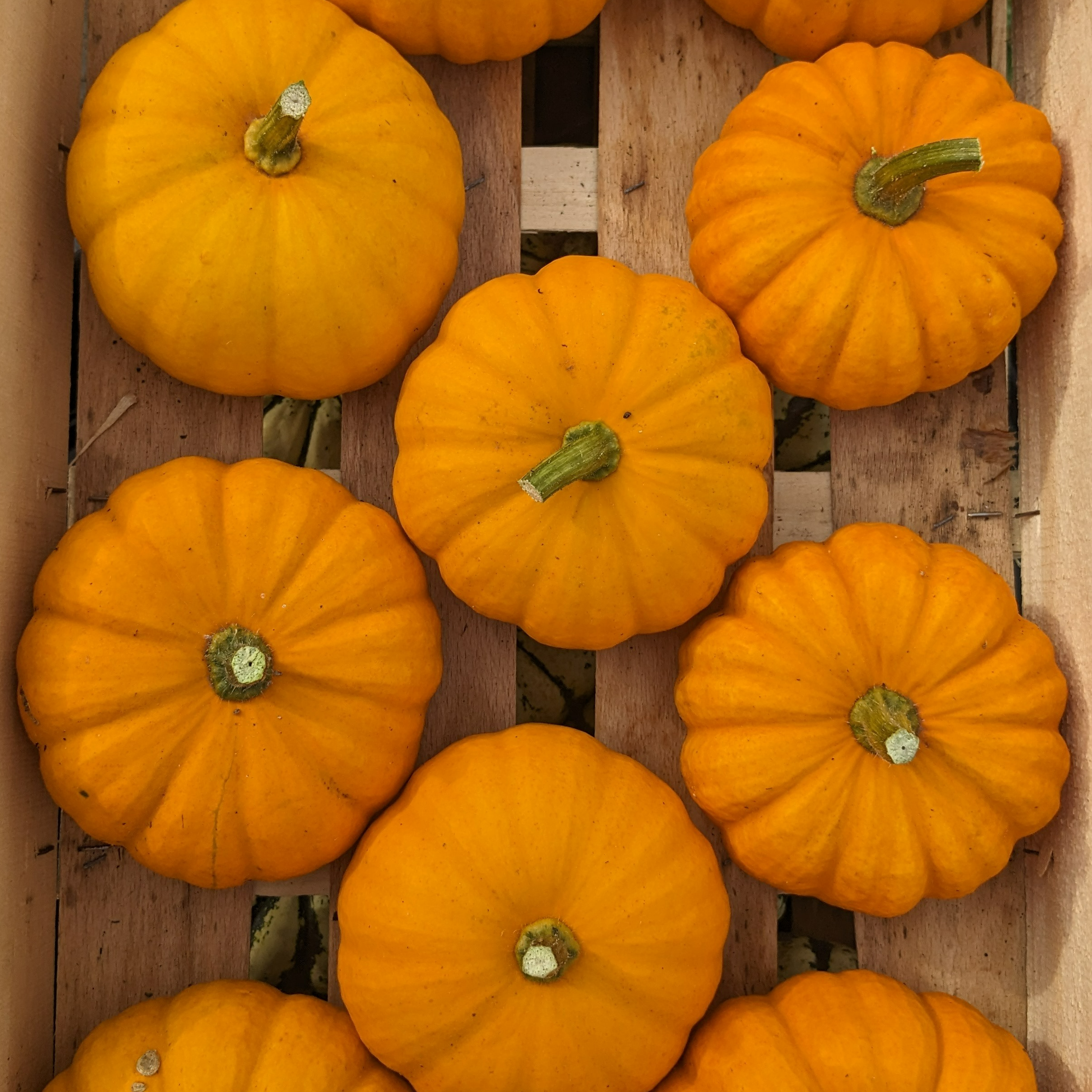 Courge Jack Be Little