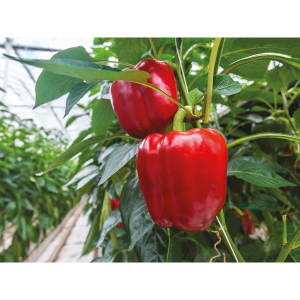 Plant de Poivrons type carré YOLO WONDER