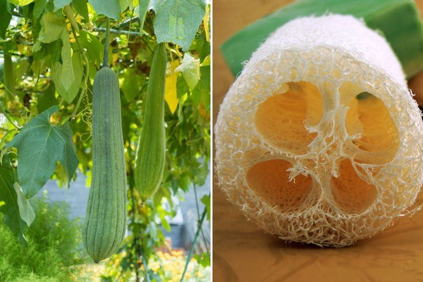 luffa (éponge)