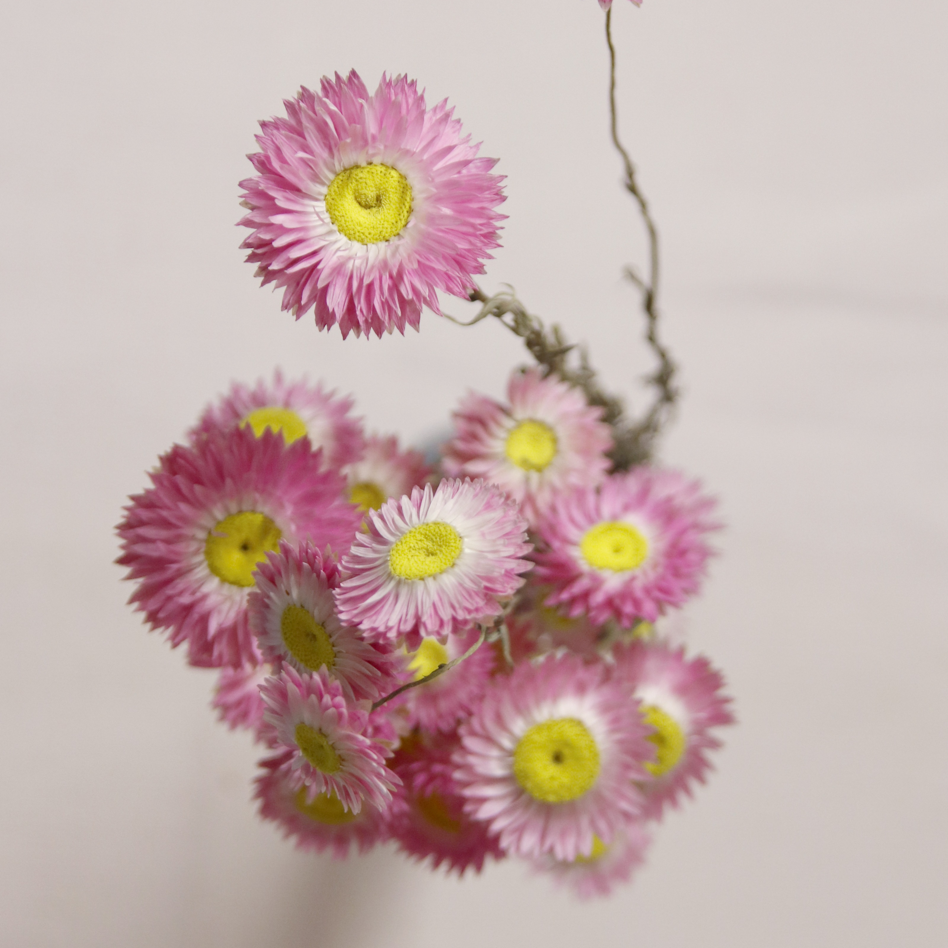 Acrolinium Rose séché