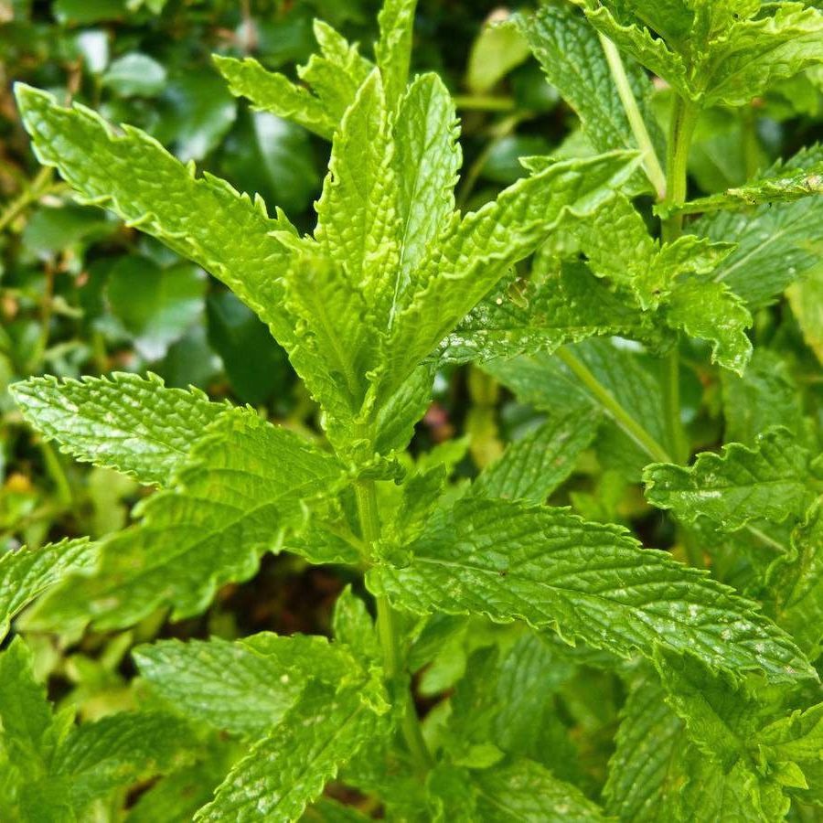 Menthe chinoise Pot 9cm