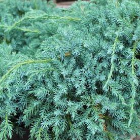 Génévrier écailleux - Juniperus squamata "Blue Carpet"