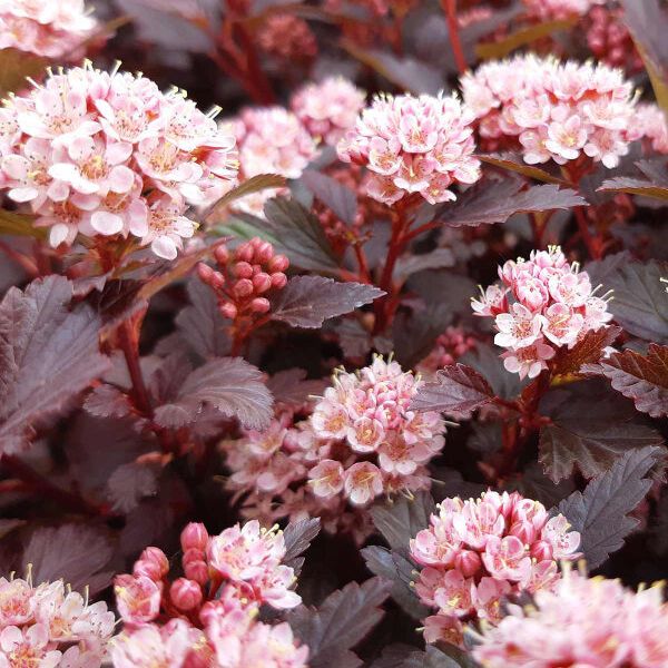 Physocarpe nain - Physocarpus opulifolius "Little Joker"