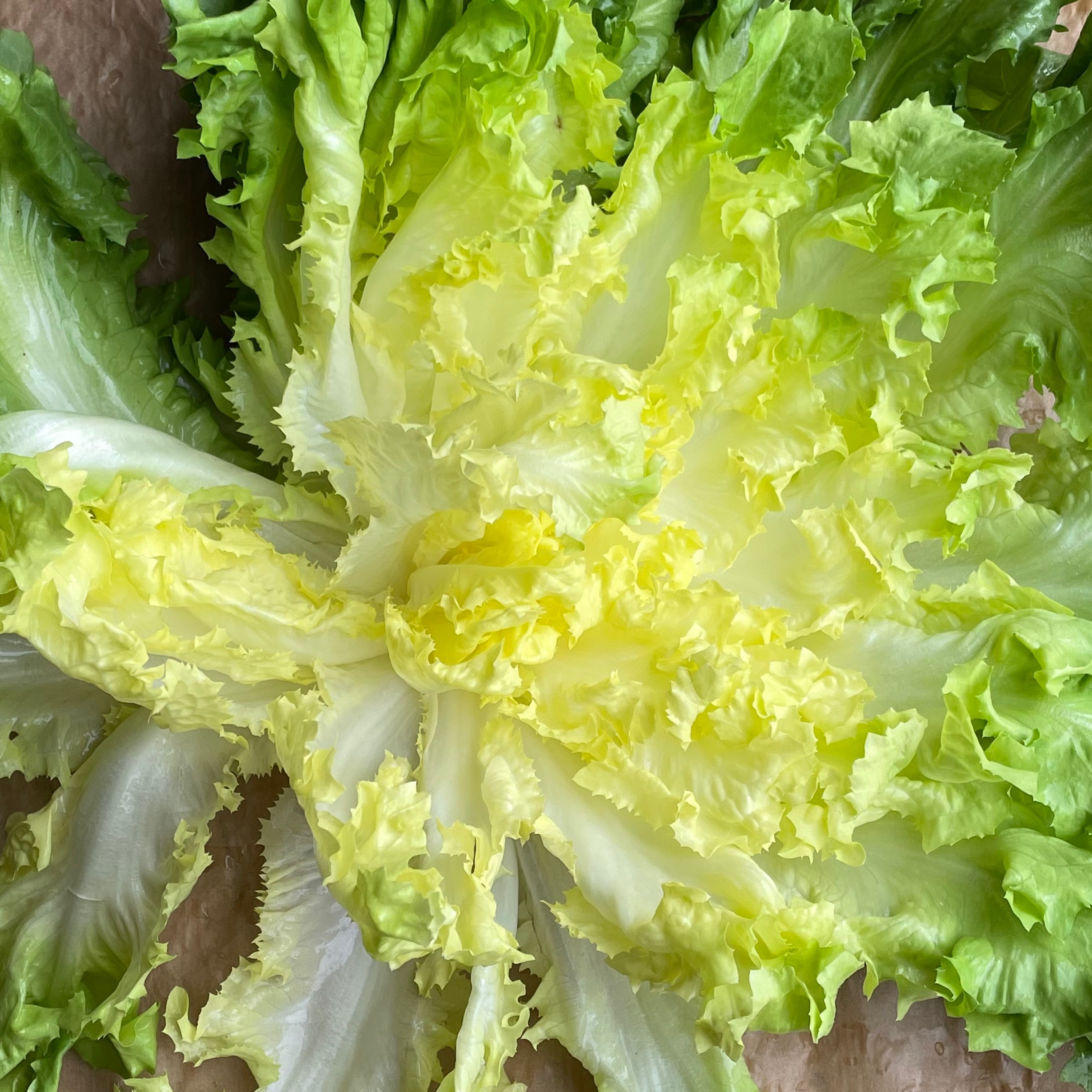 Salade Scarole 0,5kg - 500g