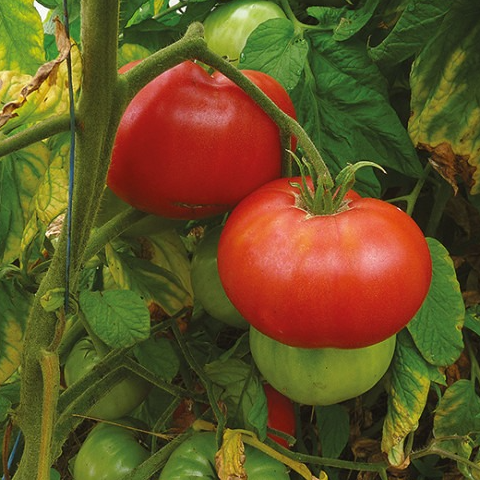 Tomate rouge BRANDYWINE