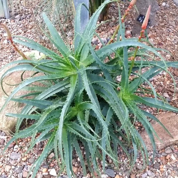 Aloé arborescent en pot 10,5 cm