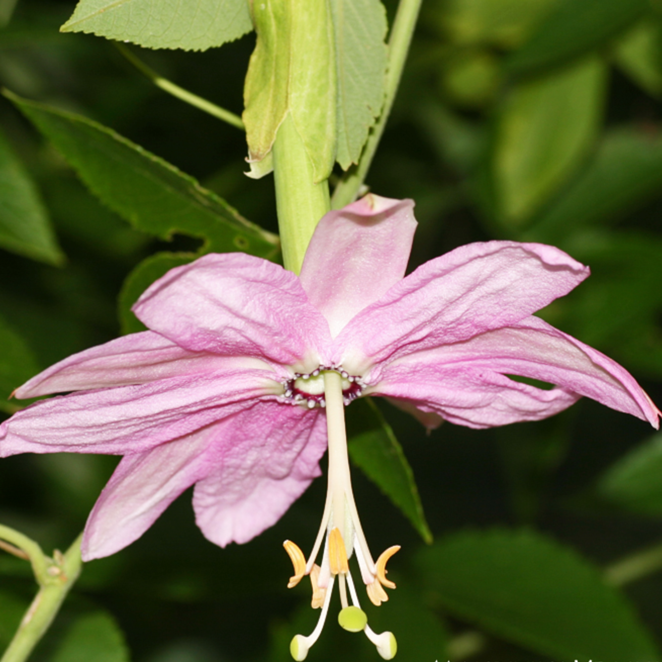 Passiflore Banane Pot 2L