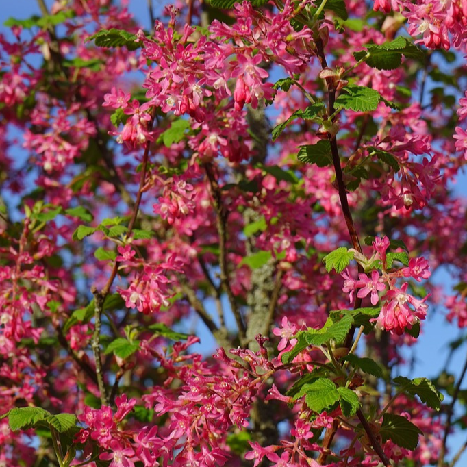 Groseiller à fleur, Ribes sanguineum Pulborough Scarlet