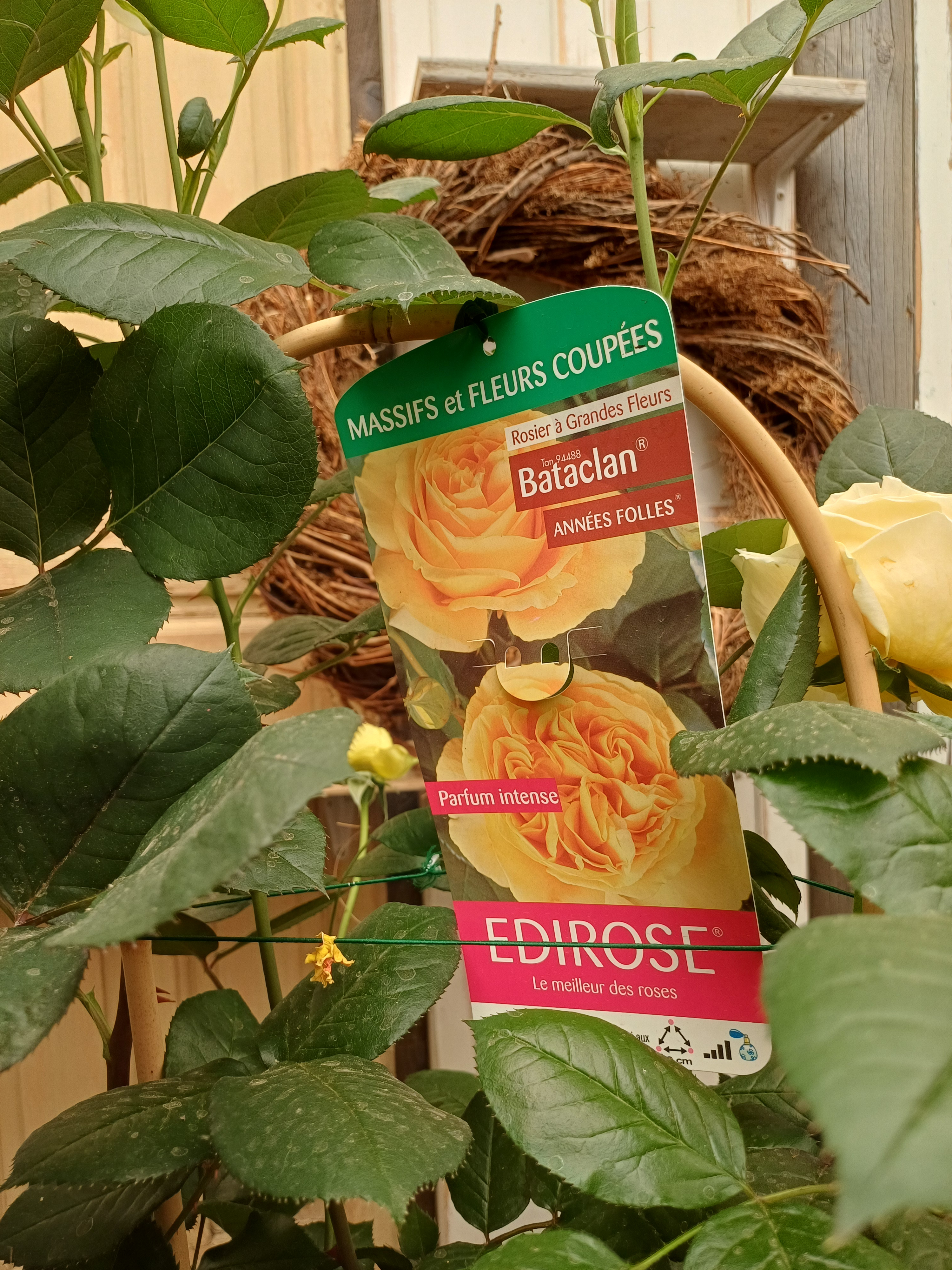 rosier de jardin, jaune