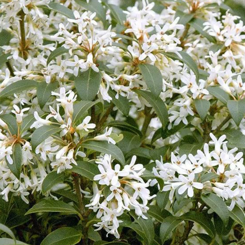 Osmanthus burkwoodii