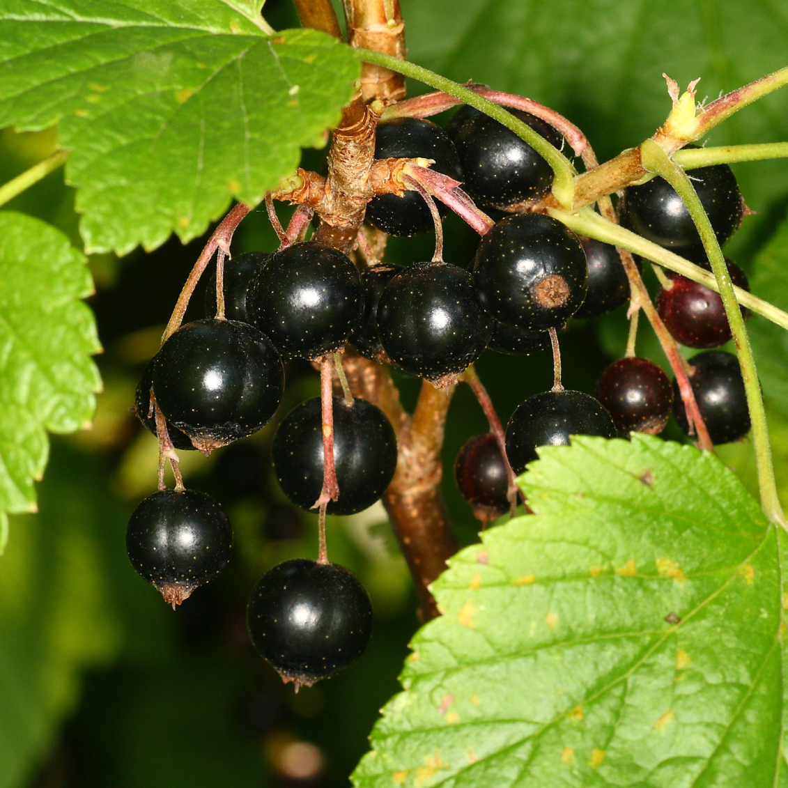 Cassissier géant de Boskoop - 3l