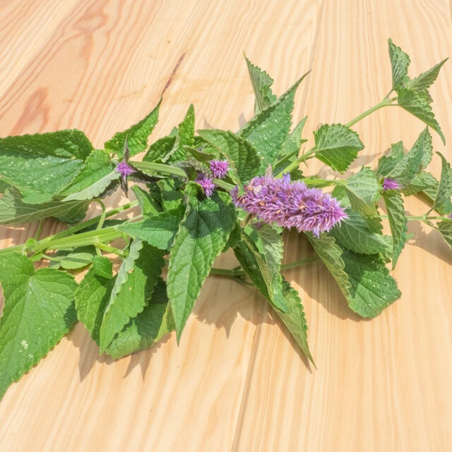 Agastache - Botte - 50g