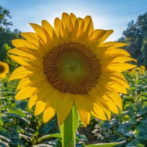 TOURNESOL PRADOMIO P Bio