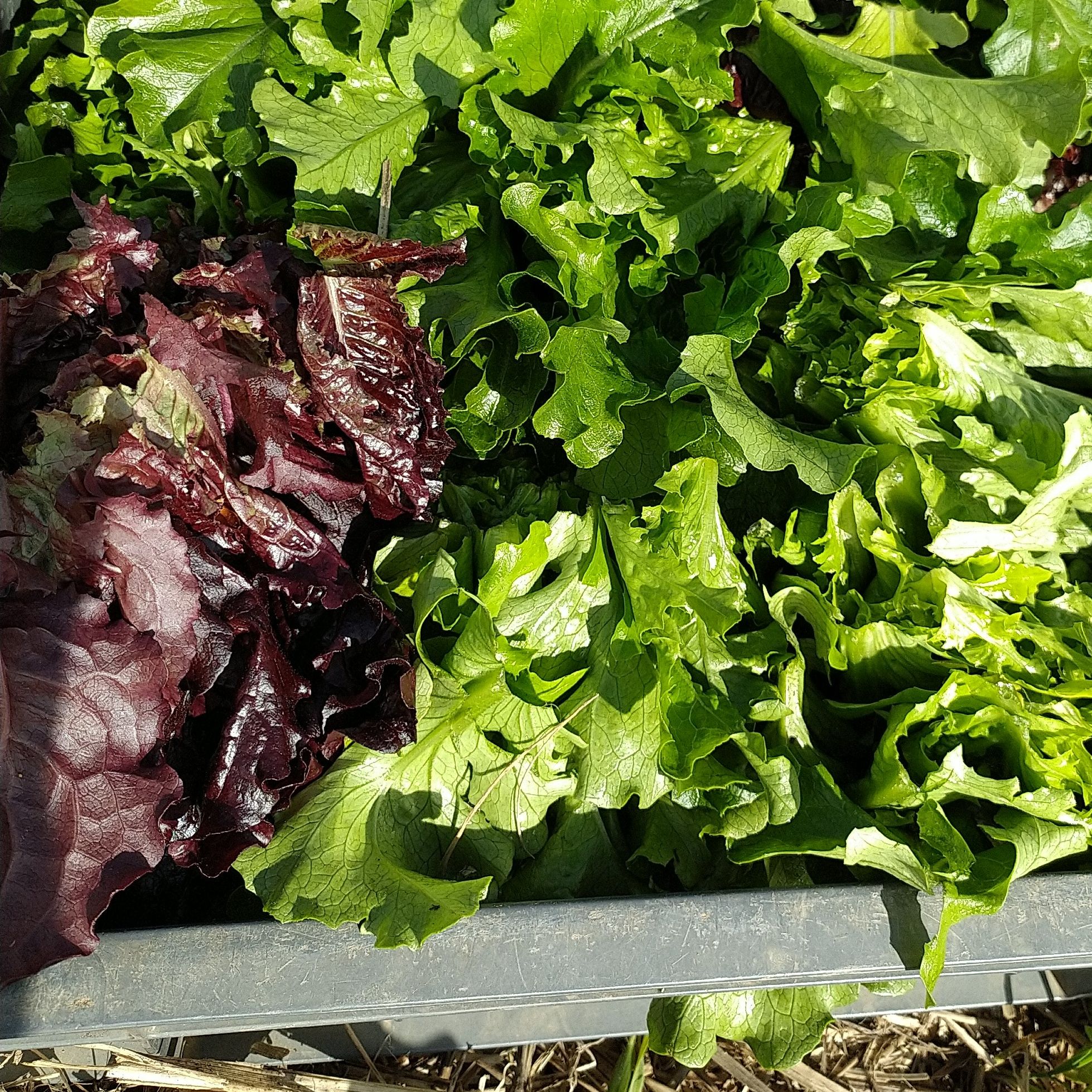 Mesclun 200g - 200g