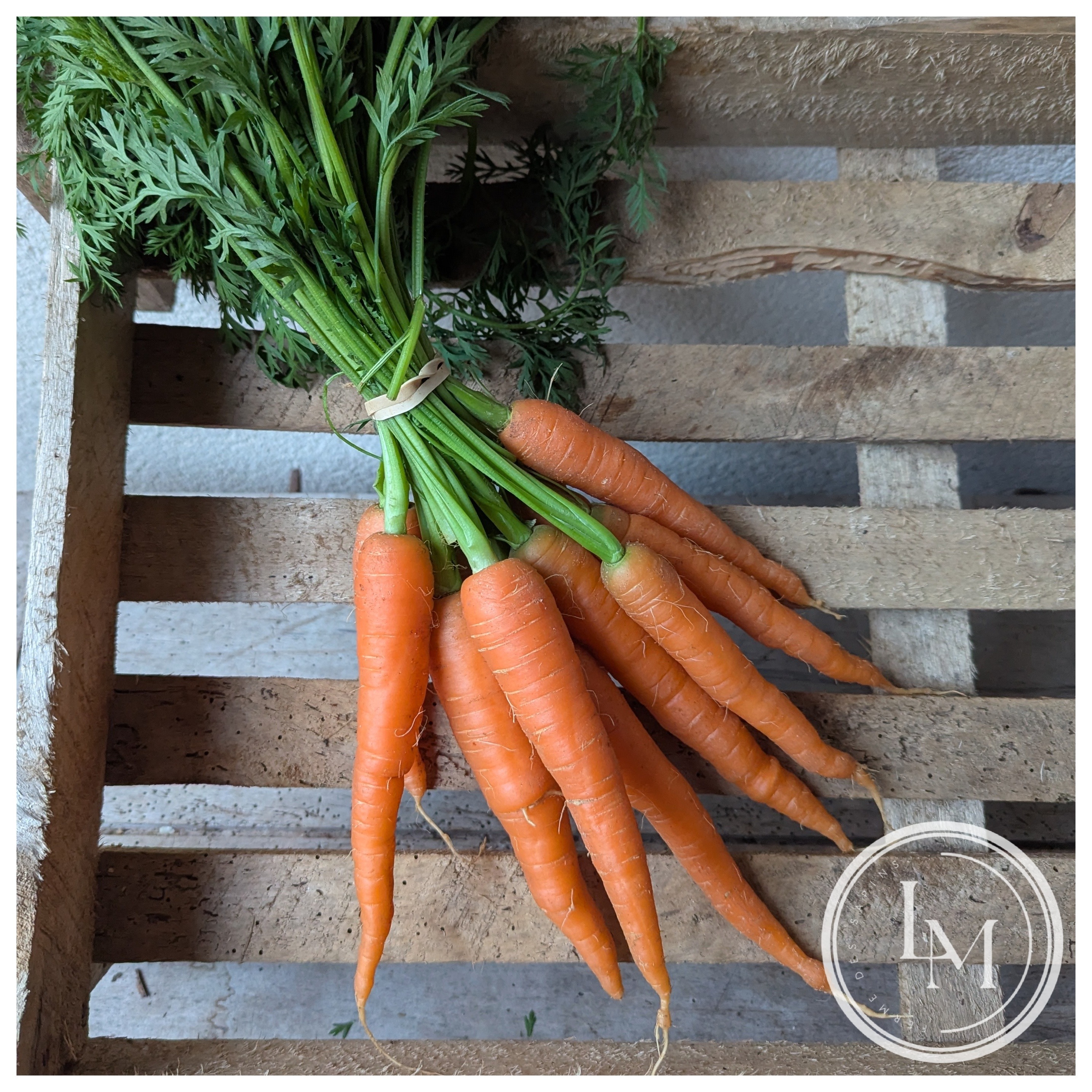 Carottes (botte)