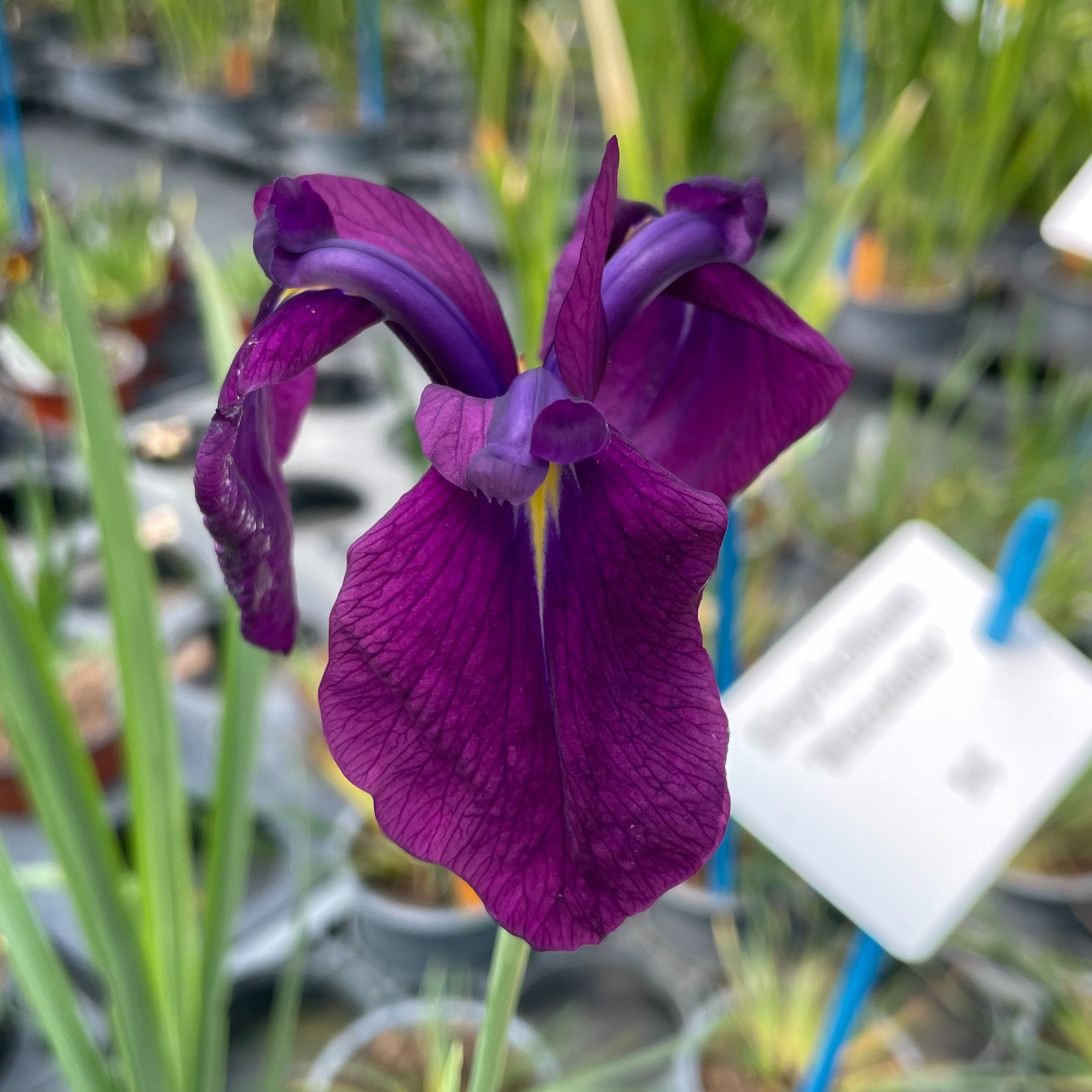 Iris ensata variegata