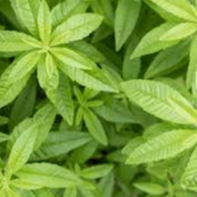 Glace Verveine Citronnée