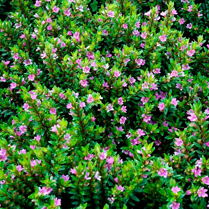 Cuphea à feuilles d'hysope mauve en pot 4 litres