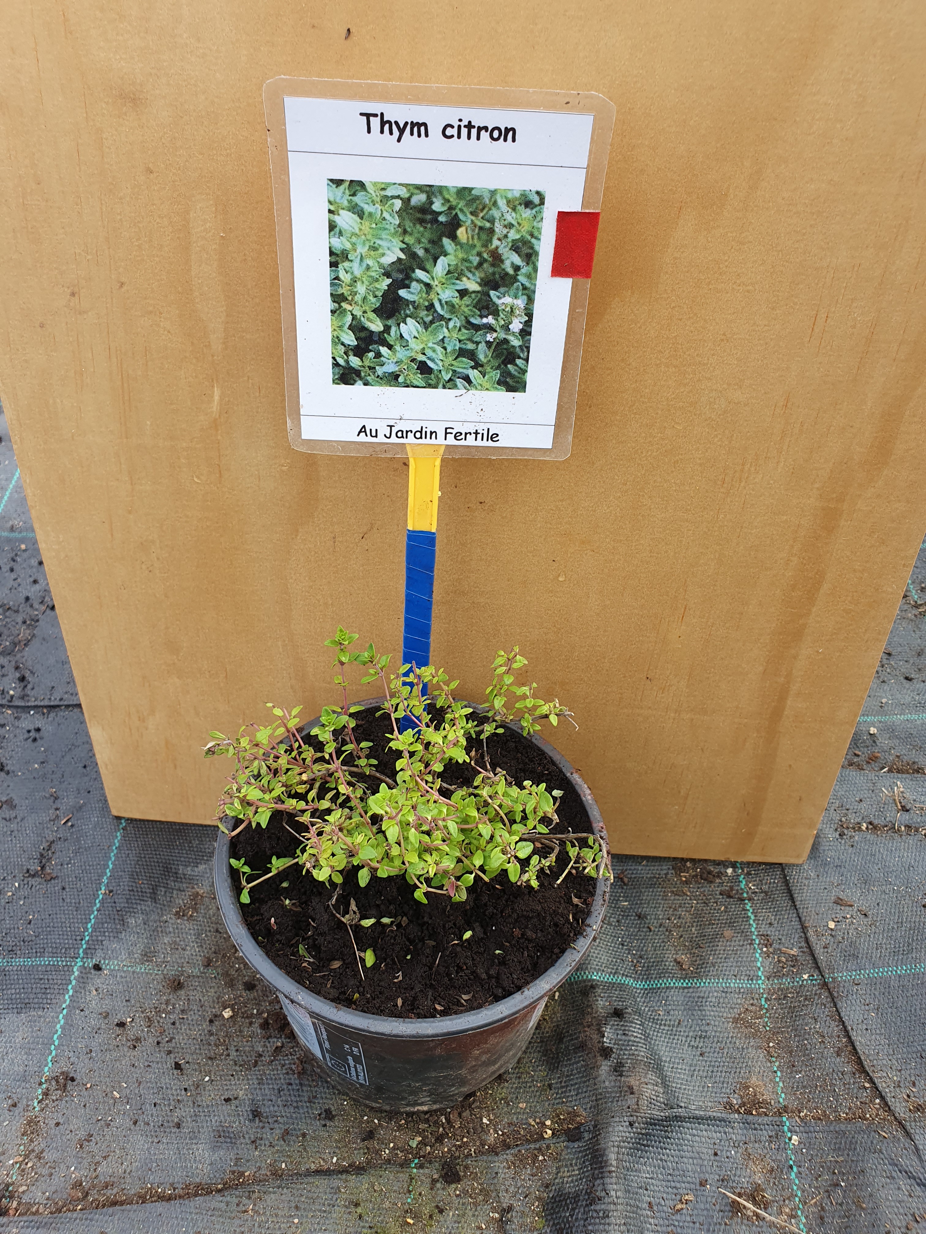 Plant Thym citron (petit)