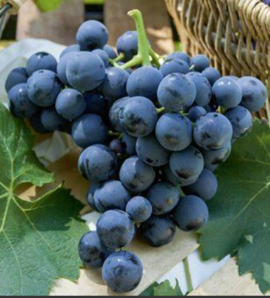 Raisin noir Black Magic