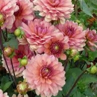 Tubercule - Dahlia Château de la Bourdaisière